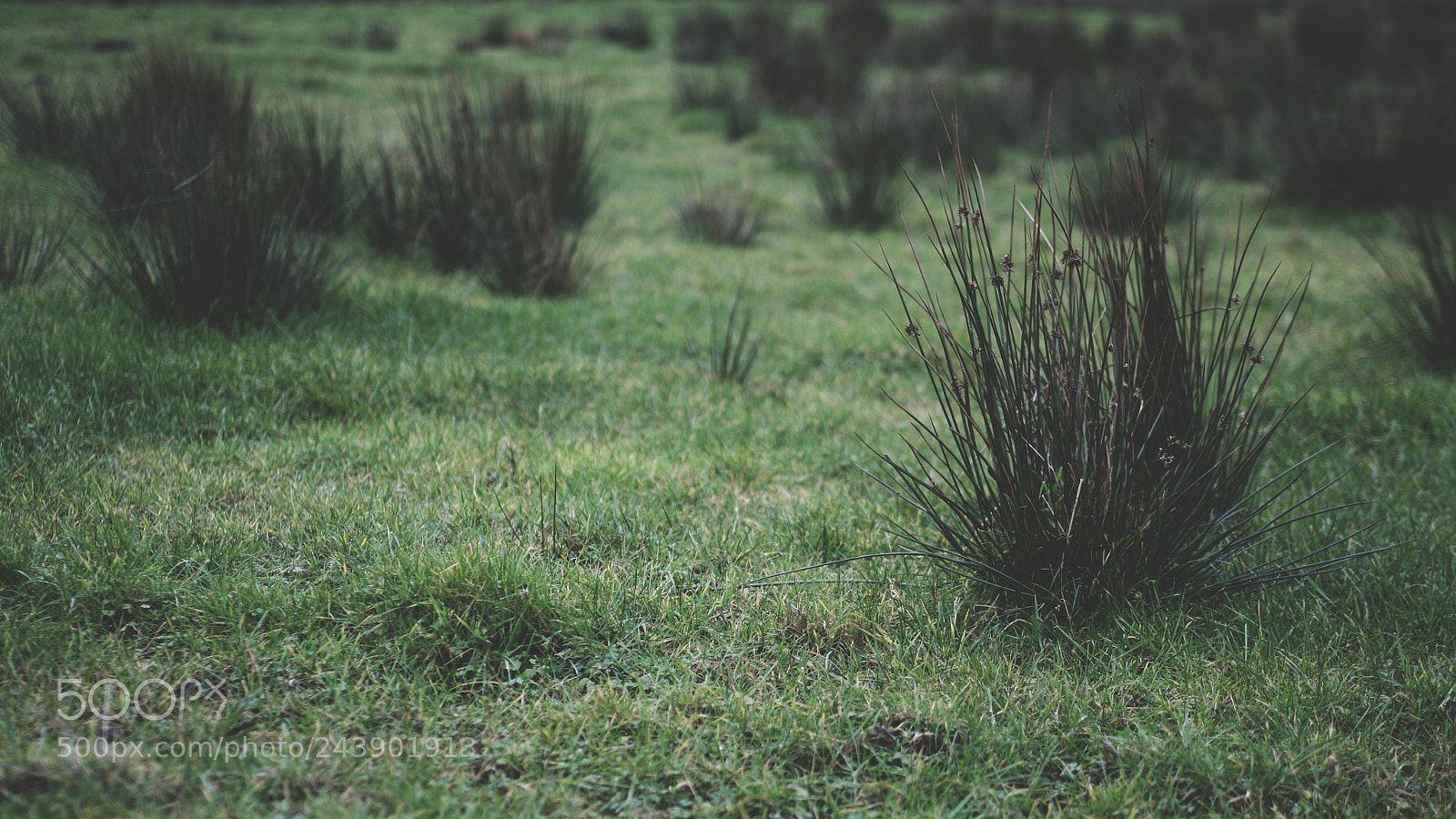 Canon EOS 5D sample photo. Its all about green photography