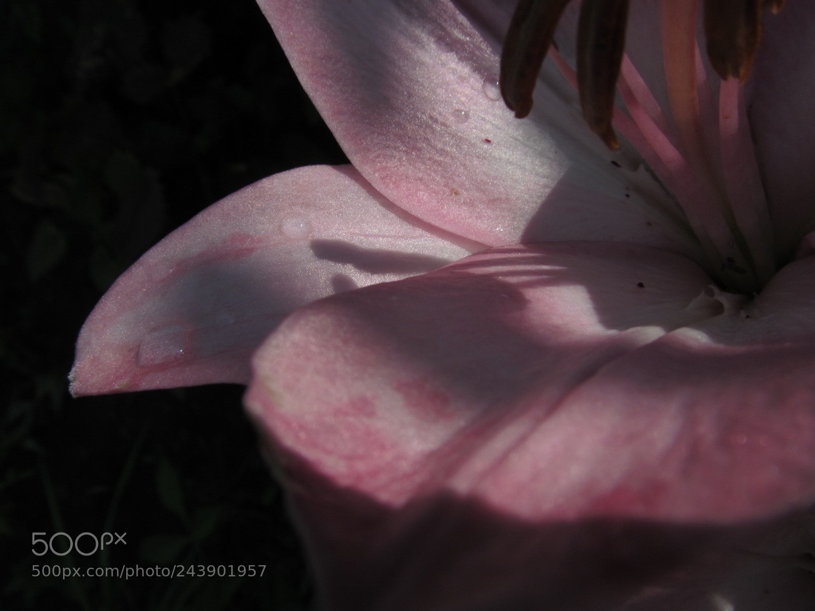 Canon PowerShot SX150 IS sample photo. Lilia photography