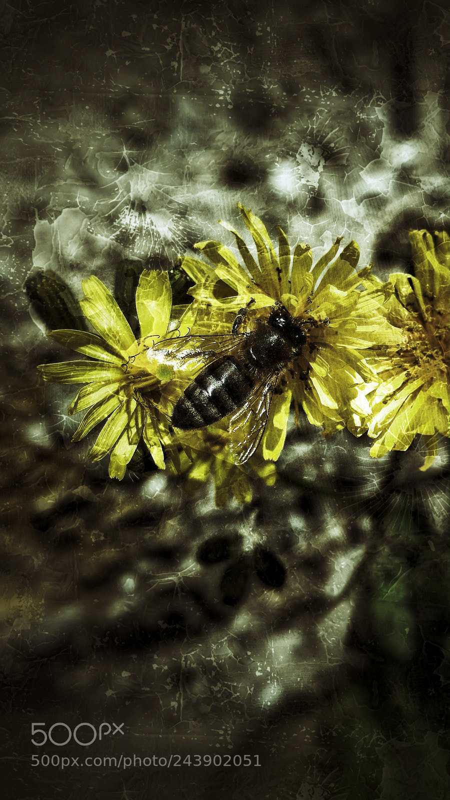 ASUS ZenFone 2 (ZE551ML) sample photo. Bees photography