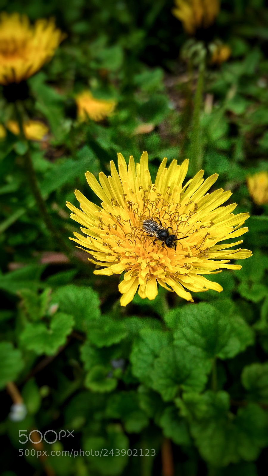 ASUS ZenFone 2 (ZE551ML) sample photo. Flowers photography