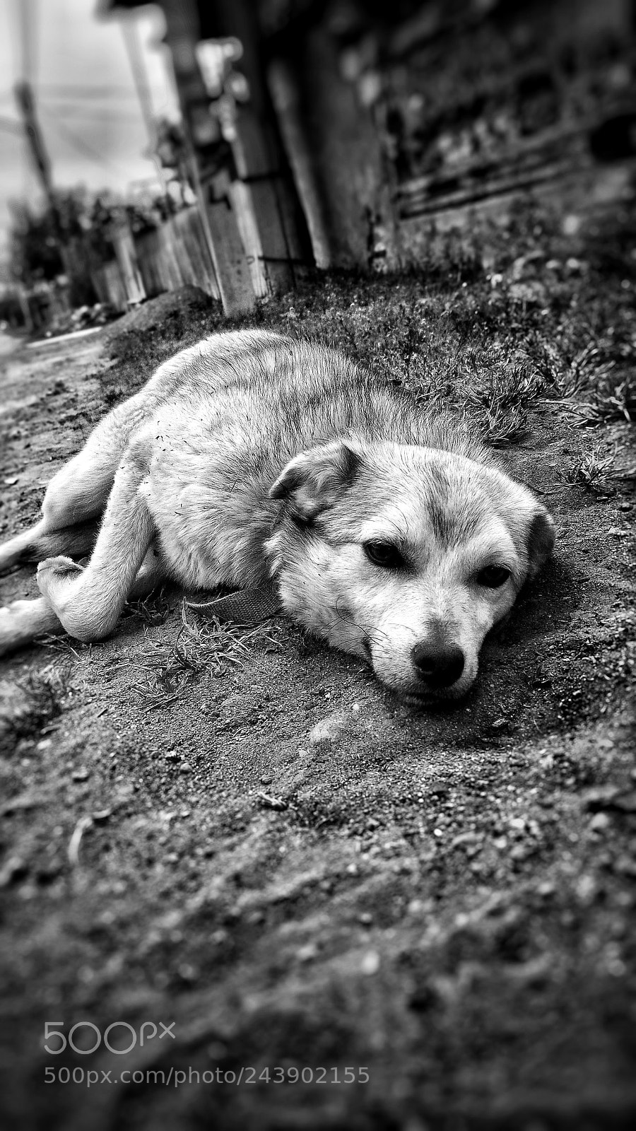 ASUS ZenFone 2 (ZE551ML) sample photo. Dog photography