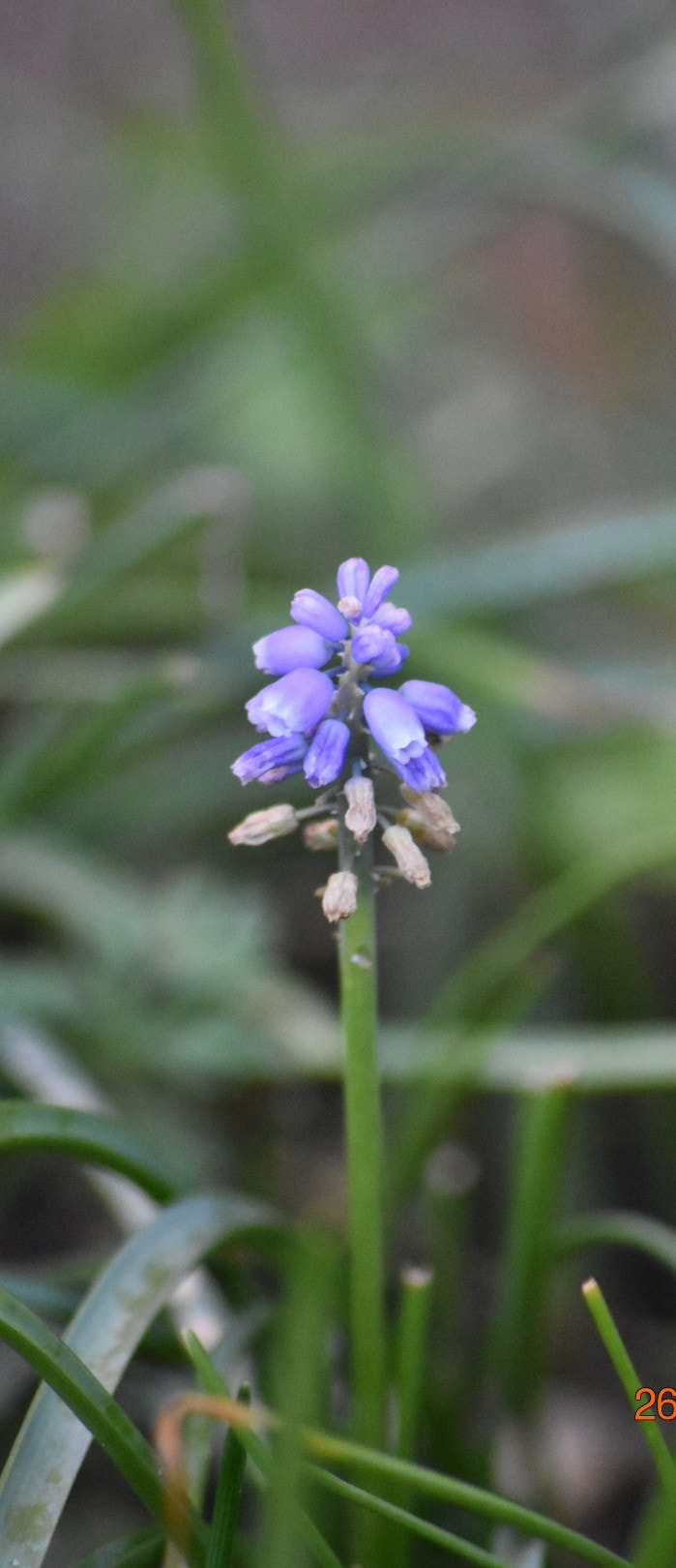 Nikon D3400 + Sigma 70-300mm F4-5.6 APO DG Macro sample photo. Lonely purple photography