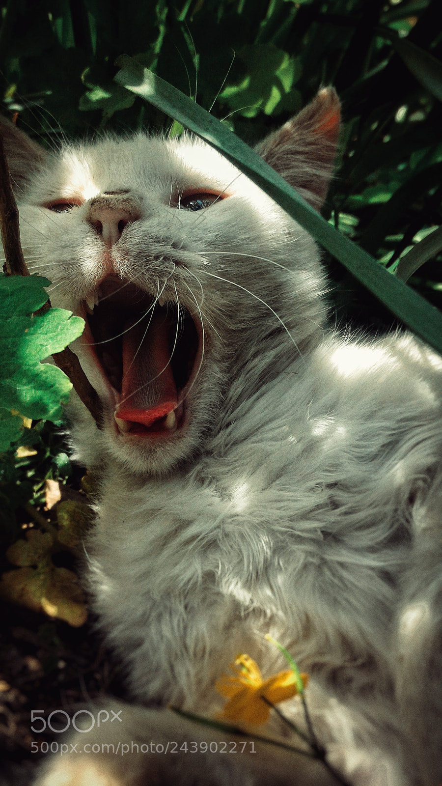 ASUS ZenFone 2 (ZE551ML) sample photo. Cat photography
