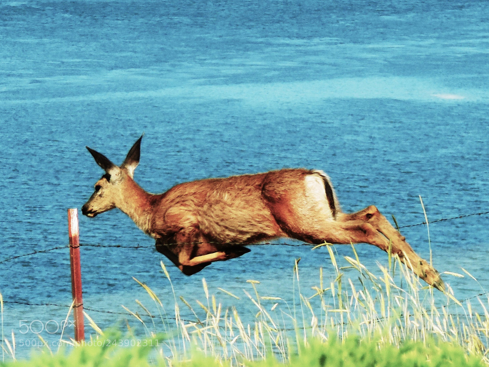 Nikon Coolpix P520 sample photo. Leaping deer photography