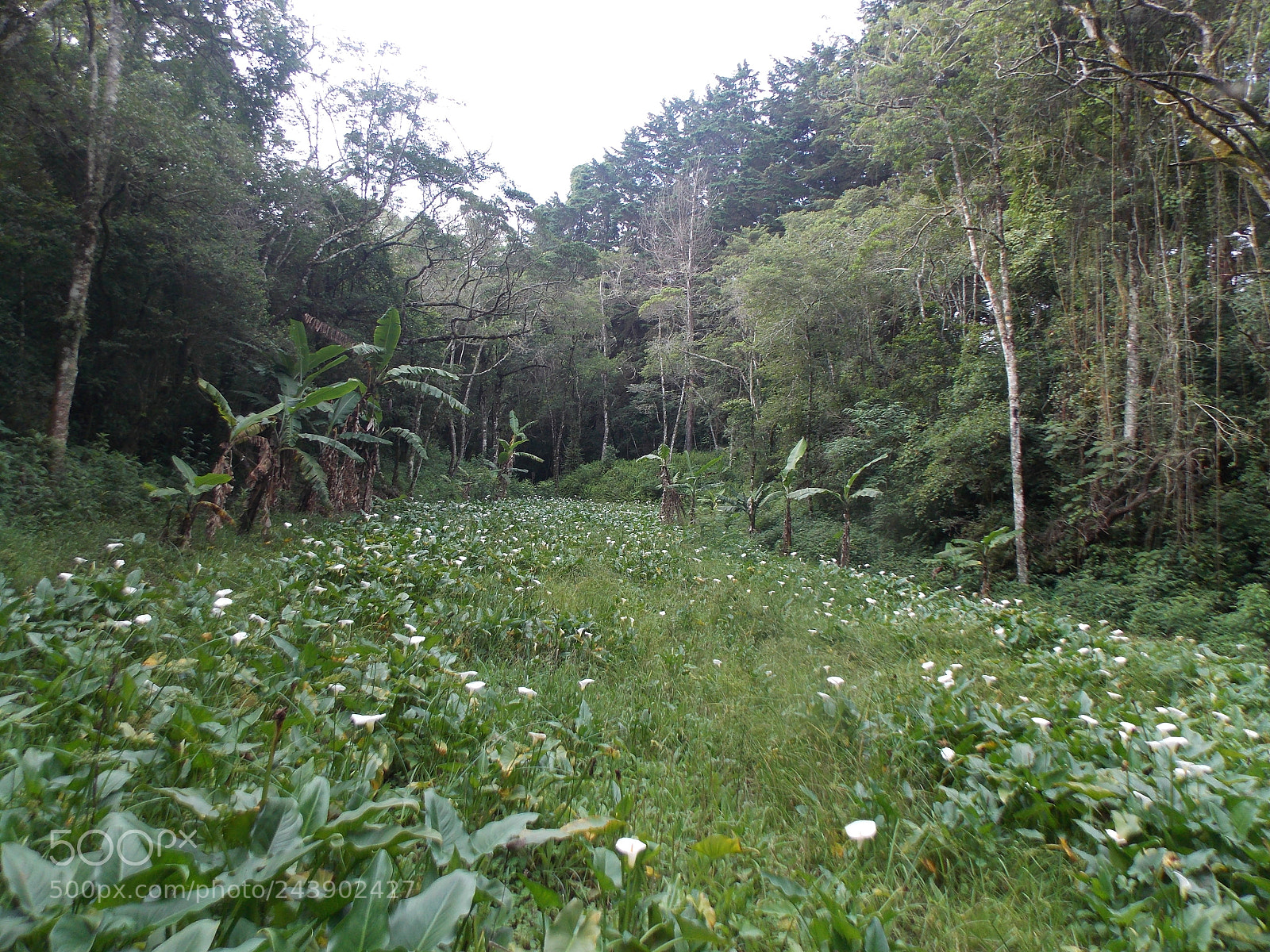 Nikon Coolpix L810 sample photo. Cala plantation photography