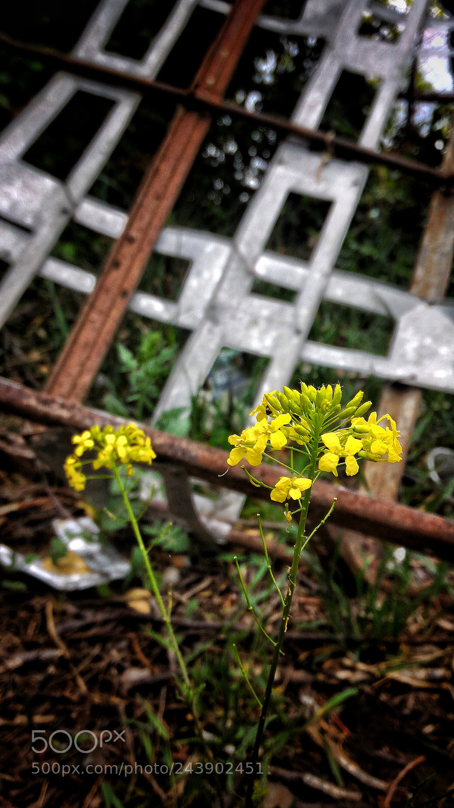 ASUS ZenFone 2 (ZE551ML) sample photo. Flowers photography
