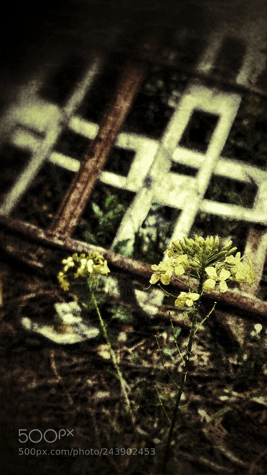 ASUS ZenFone 2 (ZE551ML) sample photo. Flowers photography