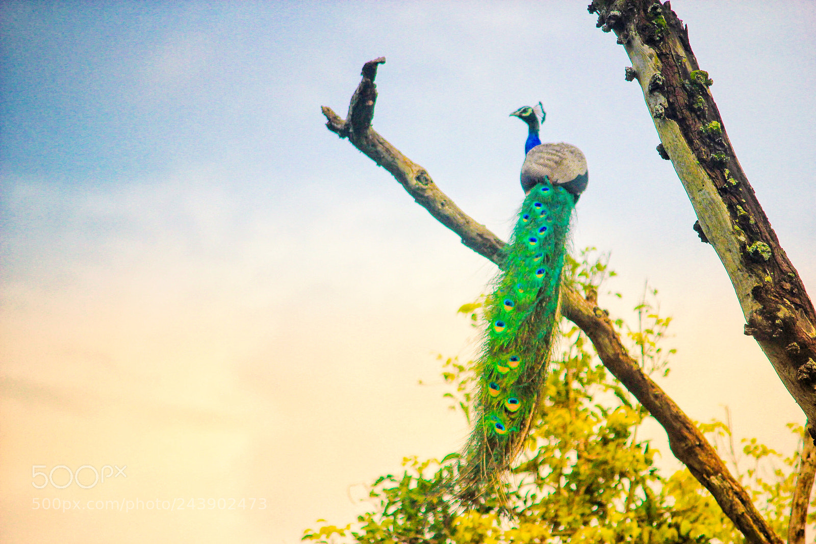 Canon EOS 550D (EOS Rebel T2i / EOS Kiss X4) sample photo. Indian national bird peacock photography