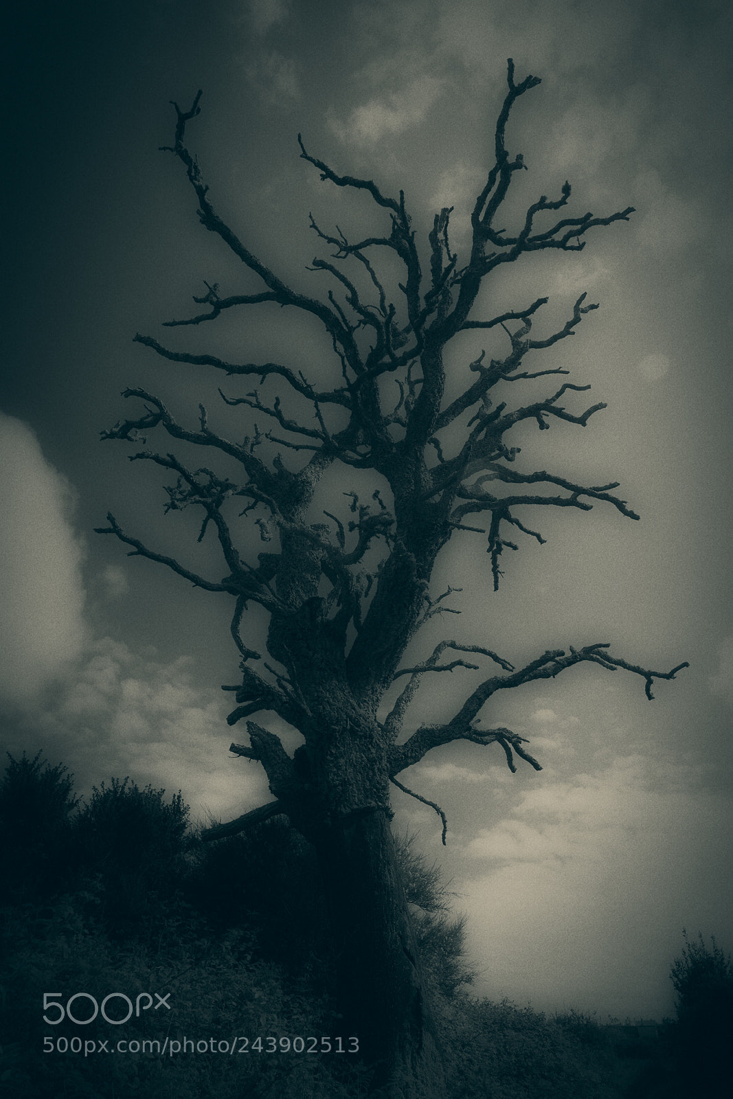 Nikon D7100 sample photo. Still alive photography