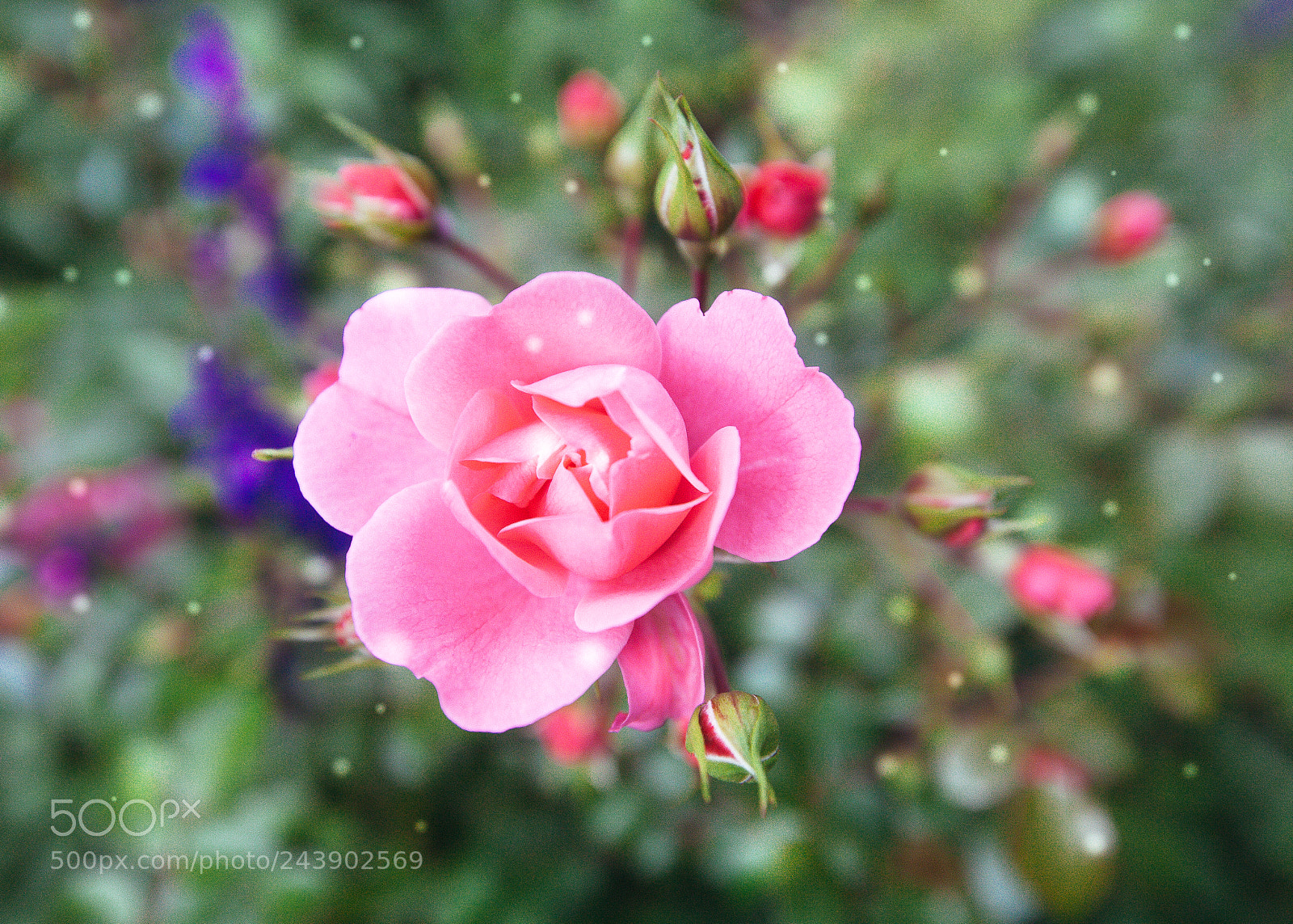 Canon EOS 5D sample photo. Pink flower rose green photography