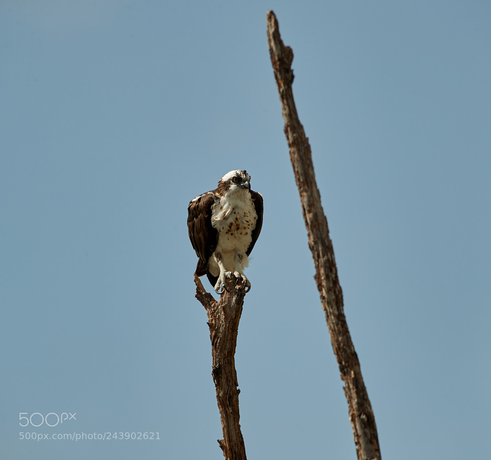 Canon EOS-1D X Mark II sample photo. 01-26-18-0000898.jpg photography