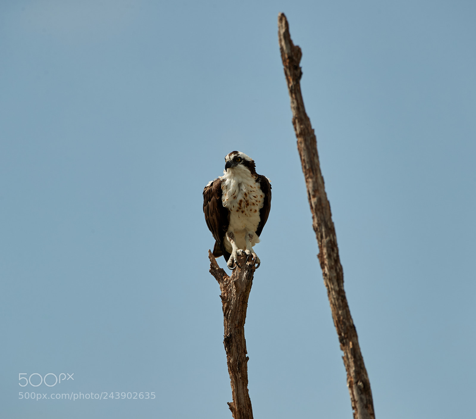 Canon EOS-1D X Mark II sample photo. 01-26-18-0000894.jpg photography