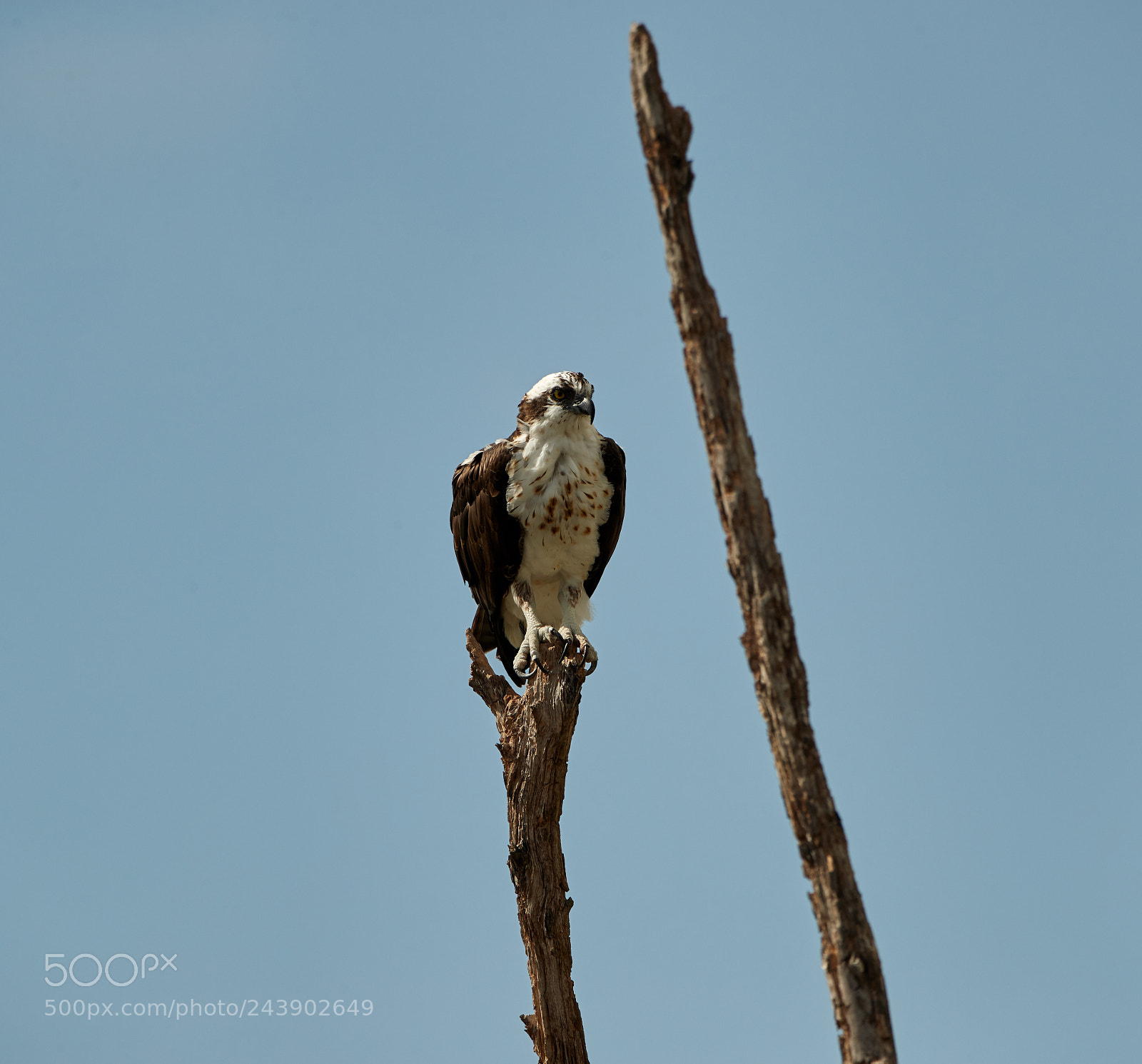 Canon EOS-1D X Mark II sample photo. 01-26-18-0000892.jpg photography