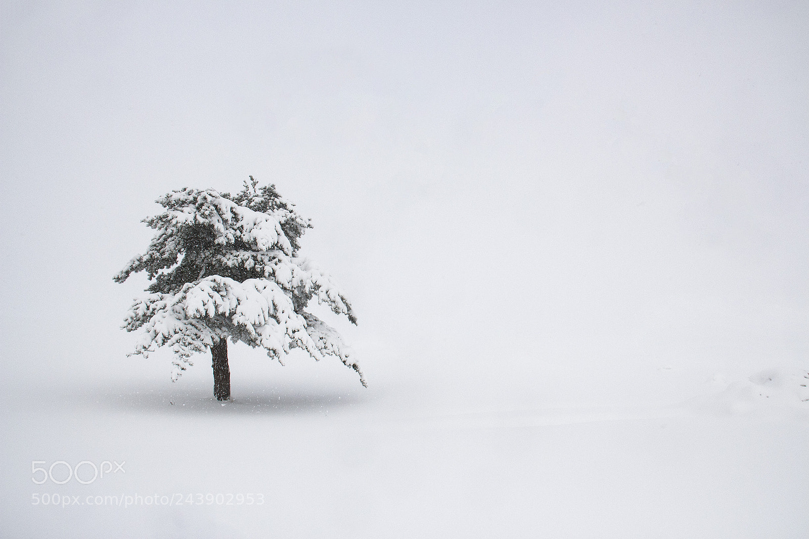 Canon EOS 650D (EOS Rebel T4i / EOS Kiss X6i) sample photo. Entre neige et brume photography