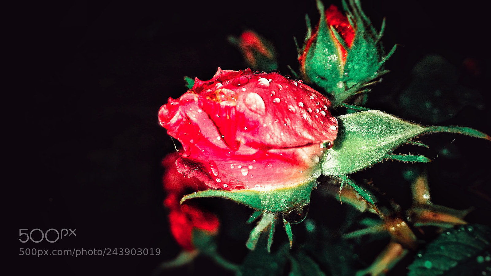 ASUS ZenFone 2 (ZE551ML) sample photo. Jpeg photography