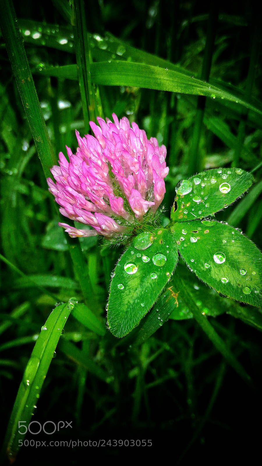 ASUS ZenFone 2 (ZE551ML) sample photo. Jpeg photography