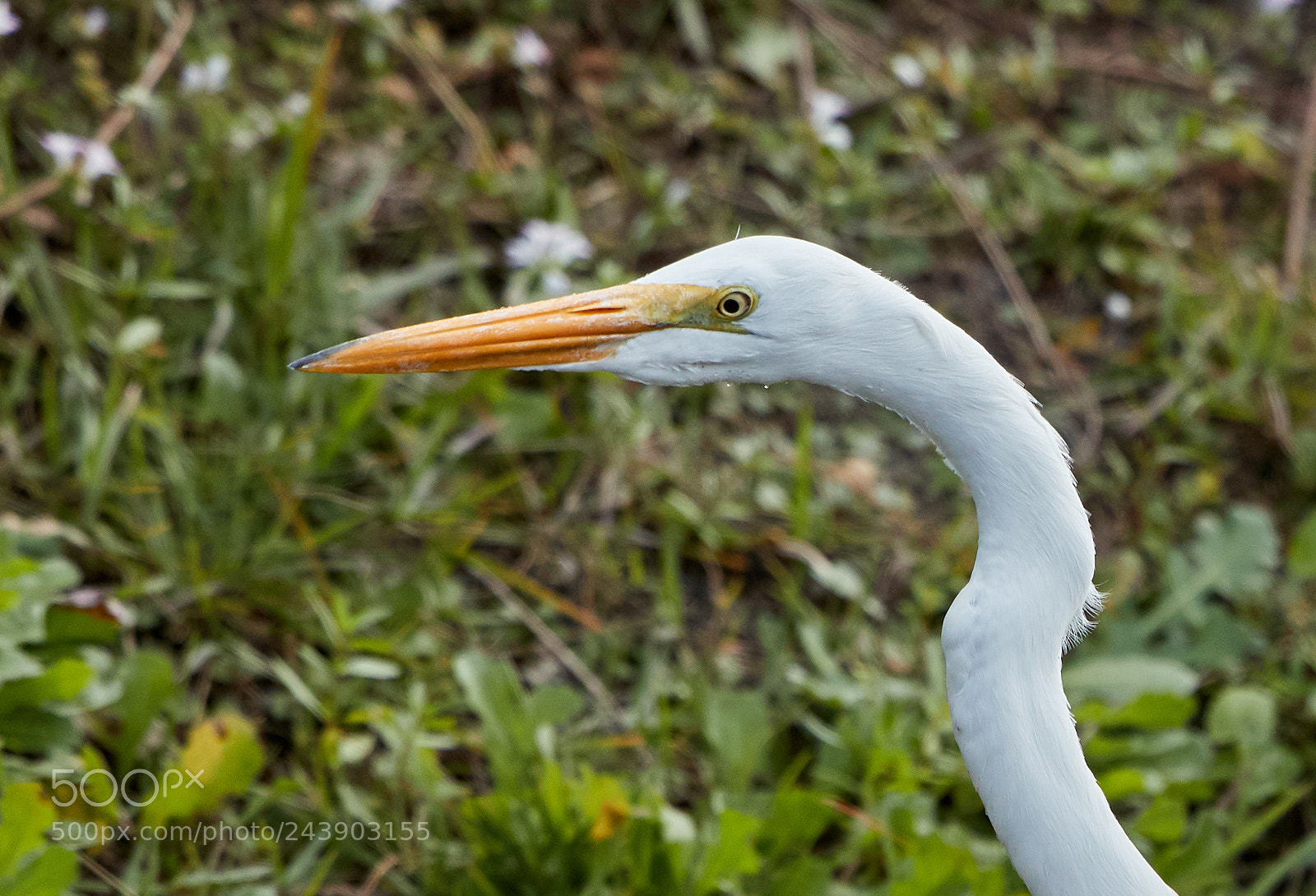 Canon EOS-1D X Mark II sample photo. 01-26-18-0000878.jpg photography