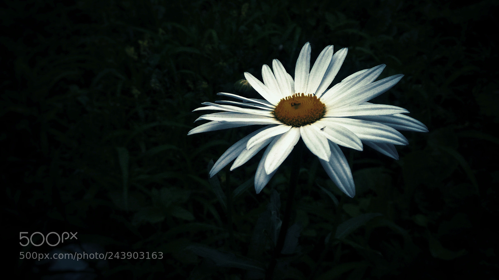 ASUS ZenFone 2 (ZE551ML) sample photo. Jpeg photography