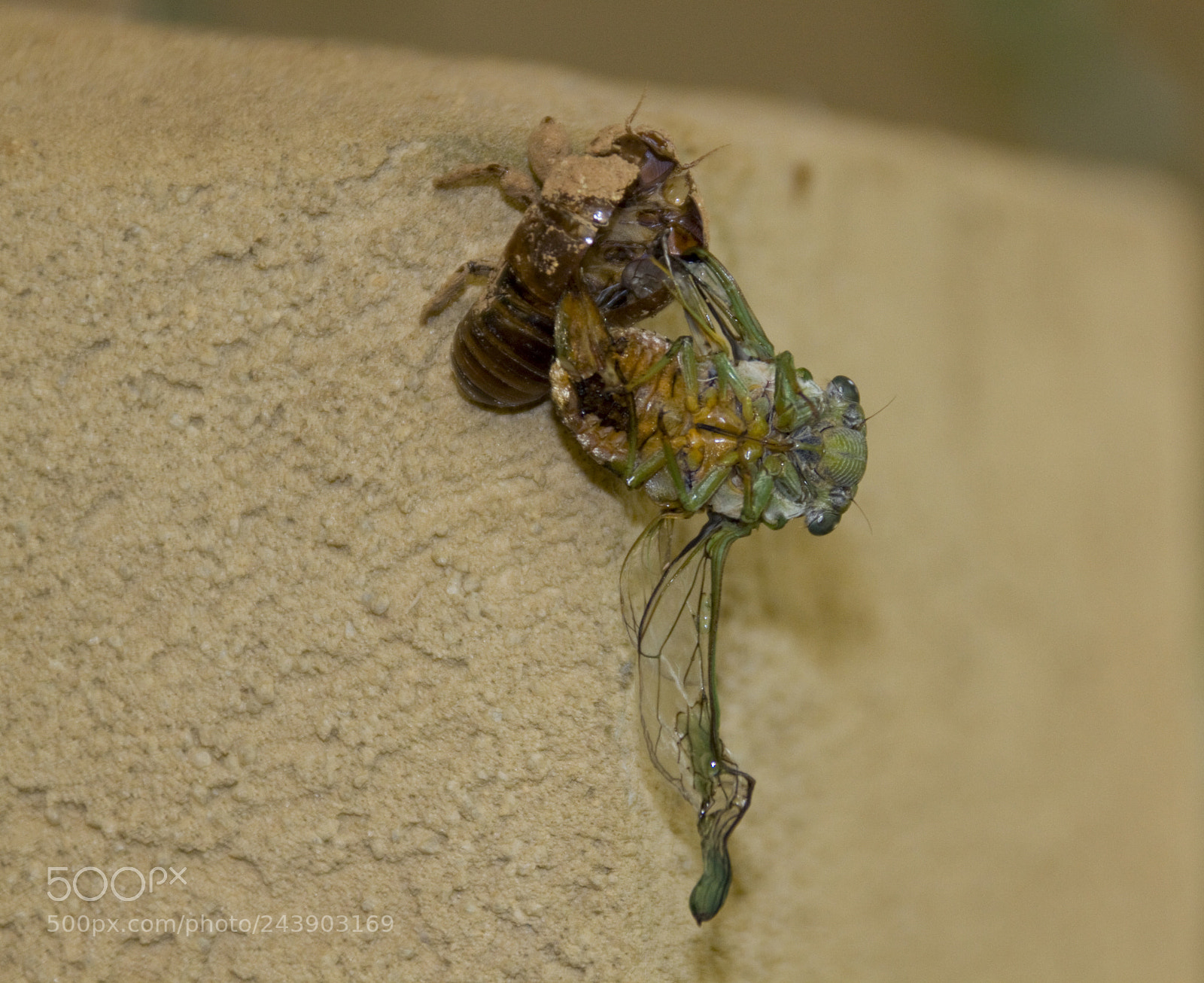 Canon EOS 50D sample photo. Rebirth photography