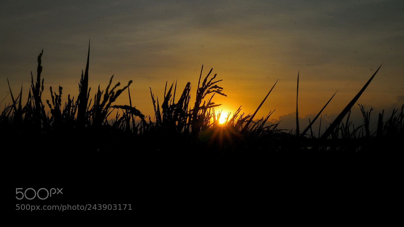 Sony Alpha NEX-6 sample photo. Untitled photography