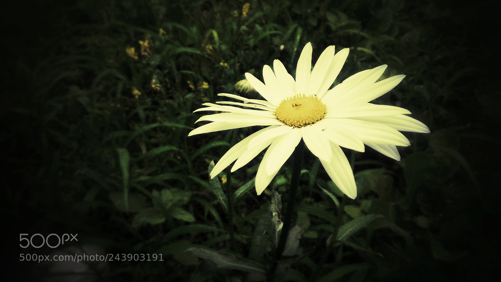ASUS ZenFone 2 (ZE551ML) sample photo. Jpeg photography