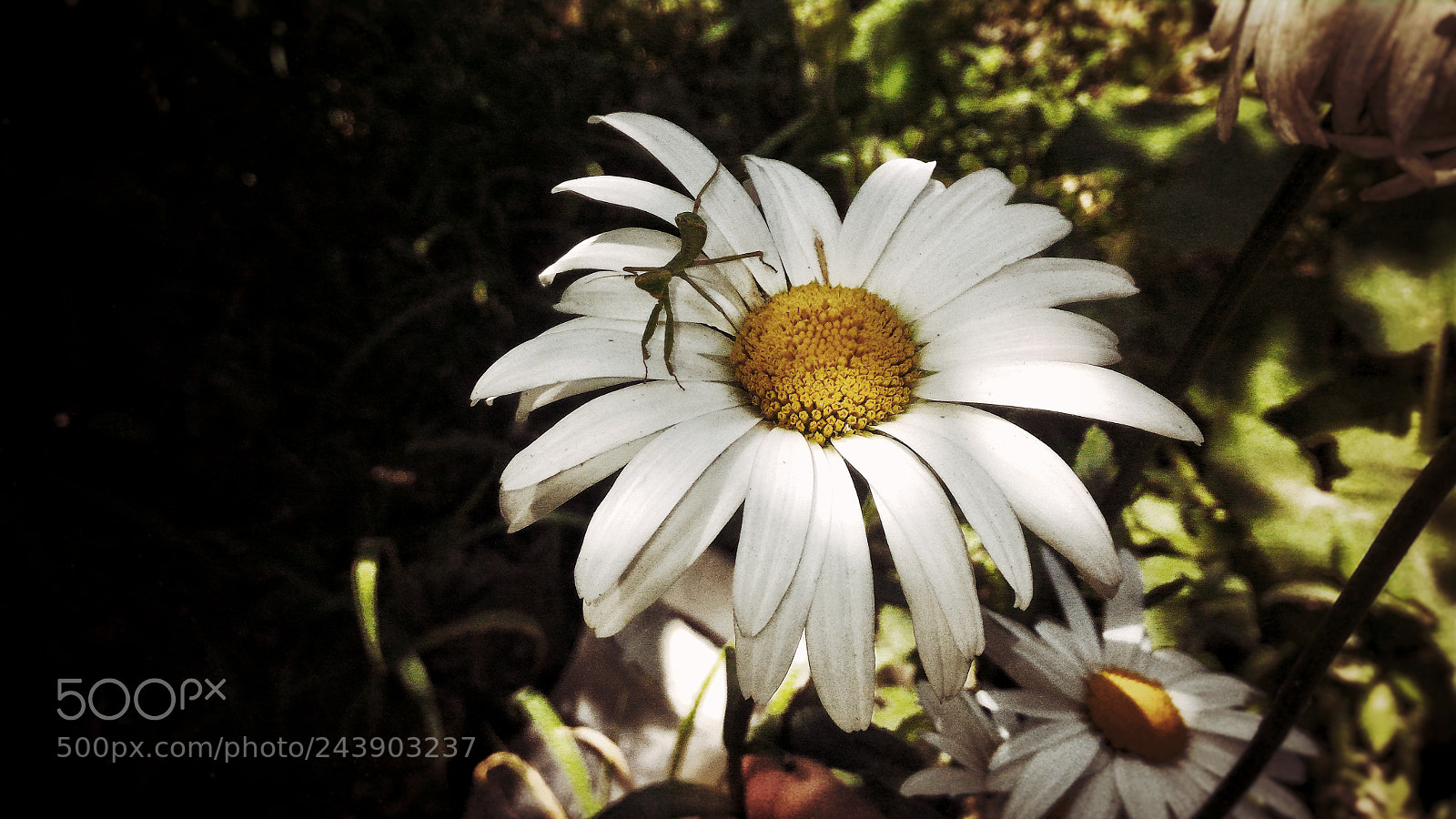 ASUS ZenFone 2 (ZE551ML) sample photo. Jpeg photography