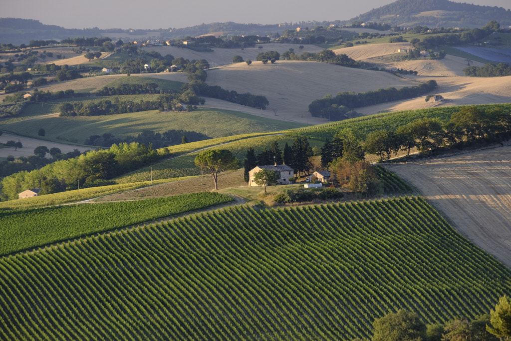 Summer landscape in Marches (Italy) near Filottrano by Claudio G. Colombo on 500px.com