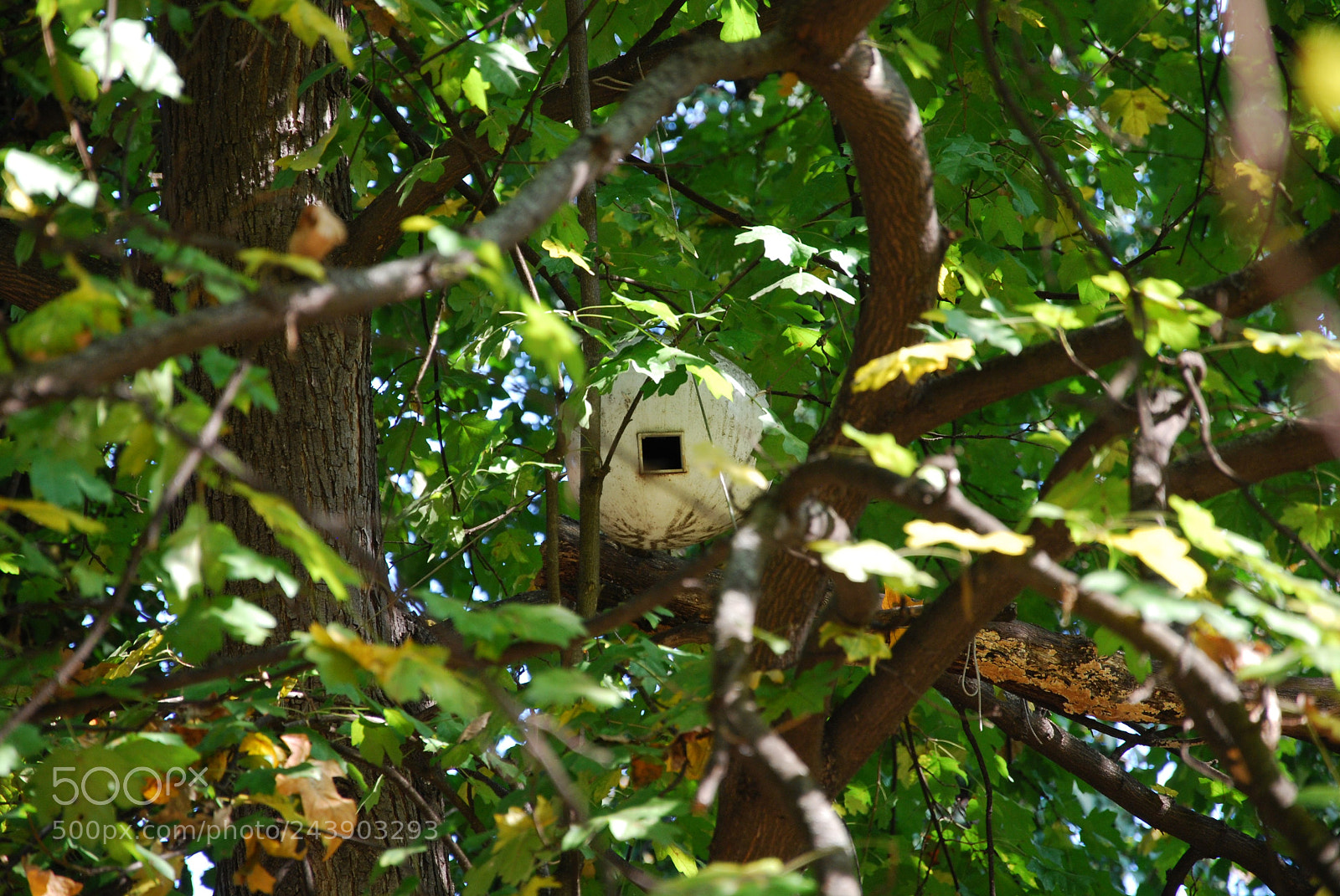 Nikon D60 sample photo. Bird nest photography