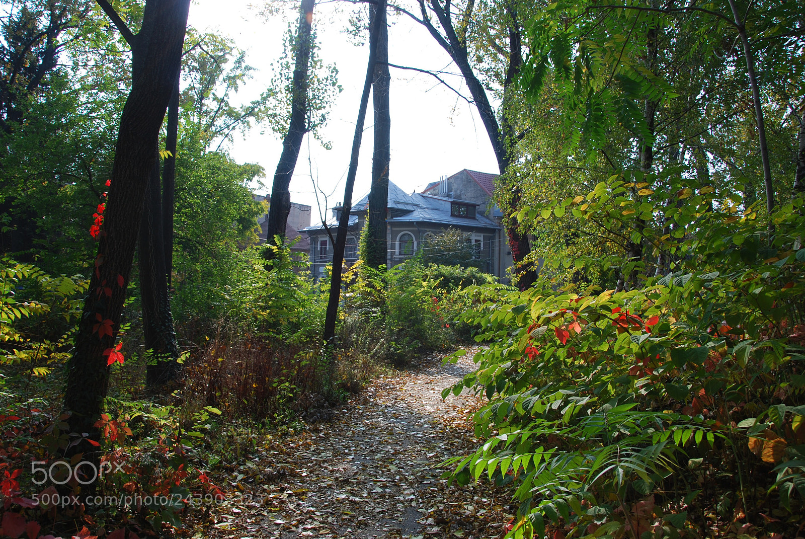 Nikon D60 sample photo. A little house photography