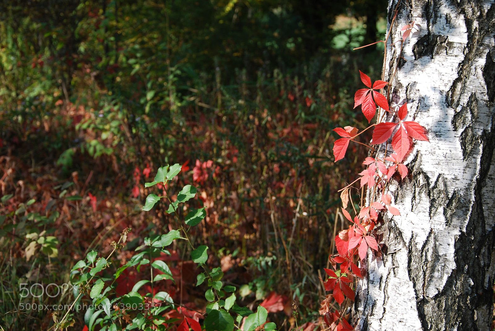Nikon D60 sample photo. ... more red photography