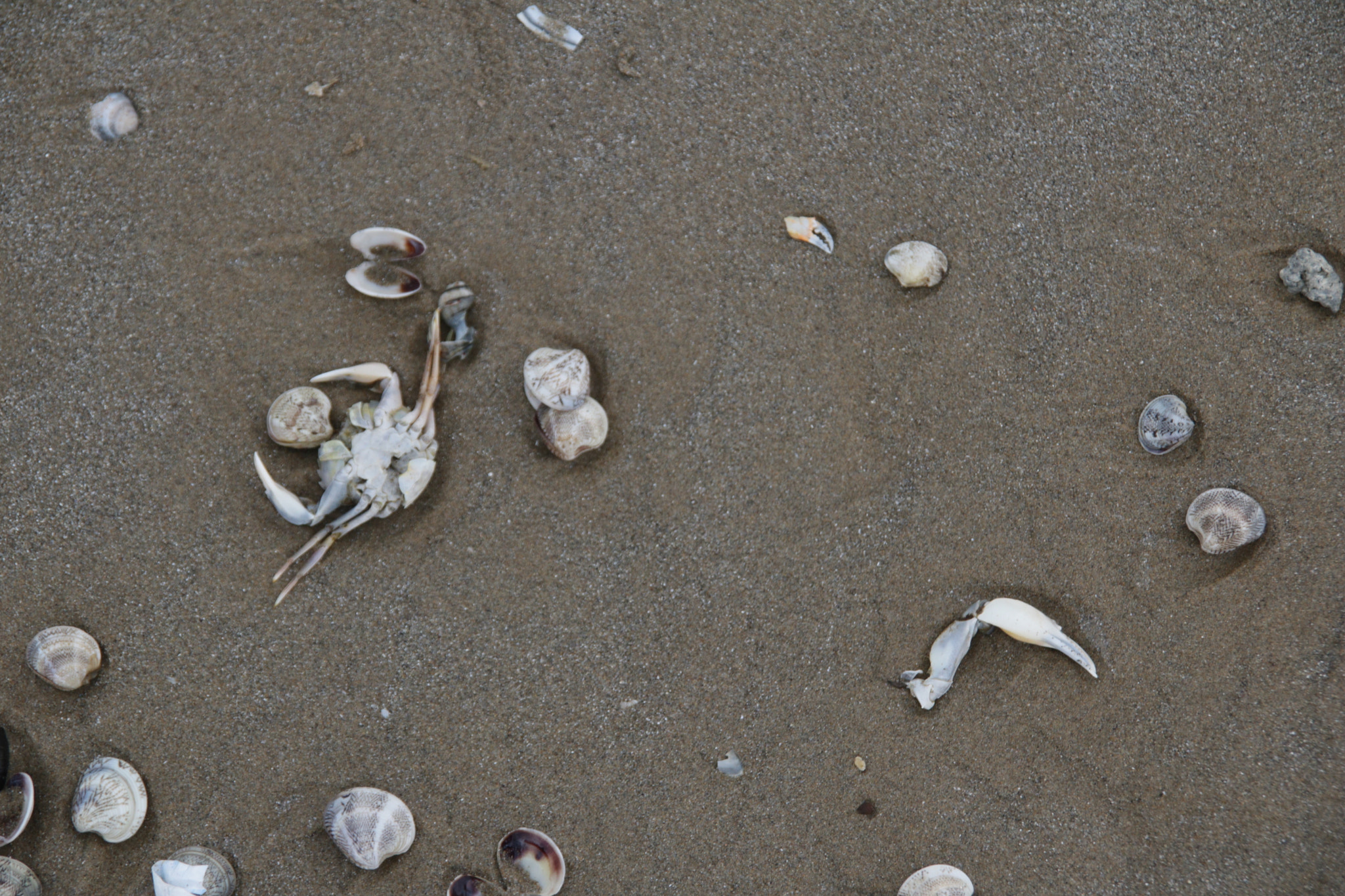 Sigma 18-200mm f/3.5-6.3 DC OS sample photo. Tossed from the sea 1 photography
