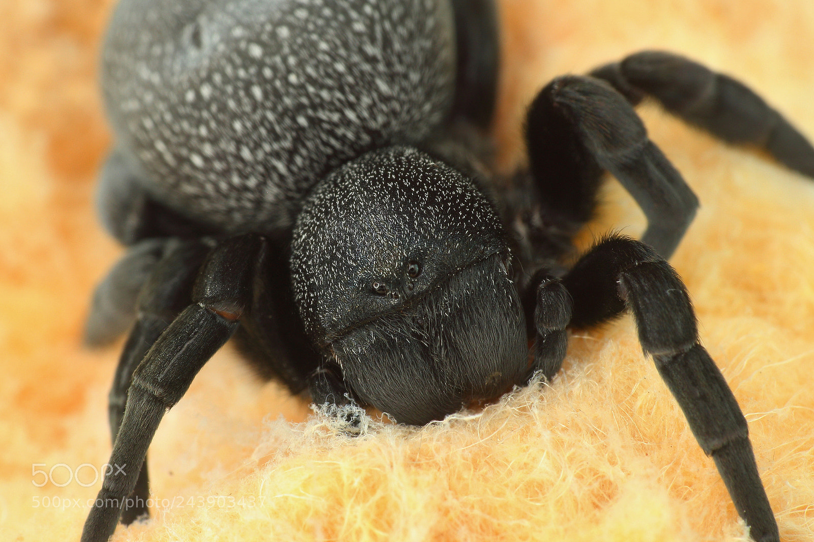 Canon EOS 100D (EOS Rebel SL1 / EOS Kiss X7) sample photo. The velvet spider photography