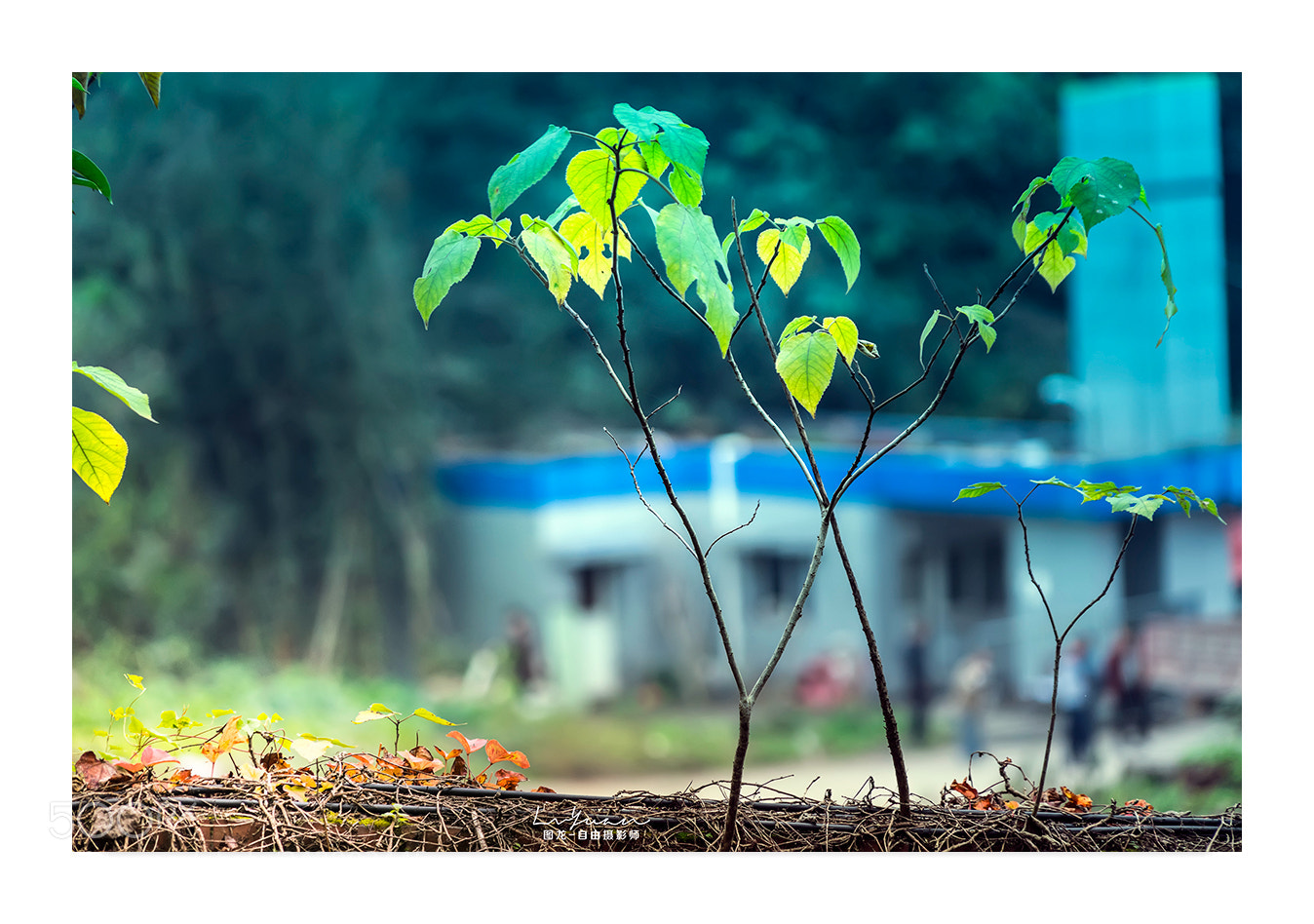 Sony a7 II sample photo. Untitled photography