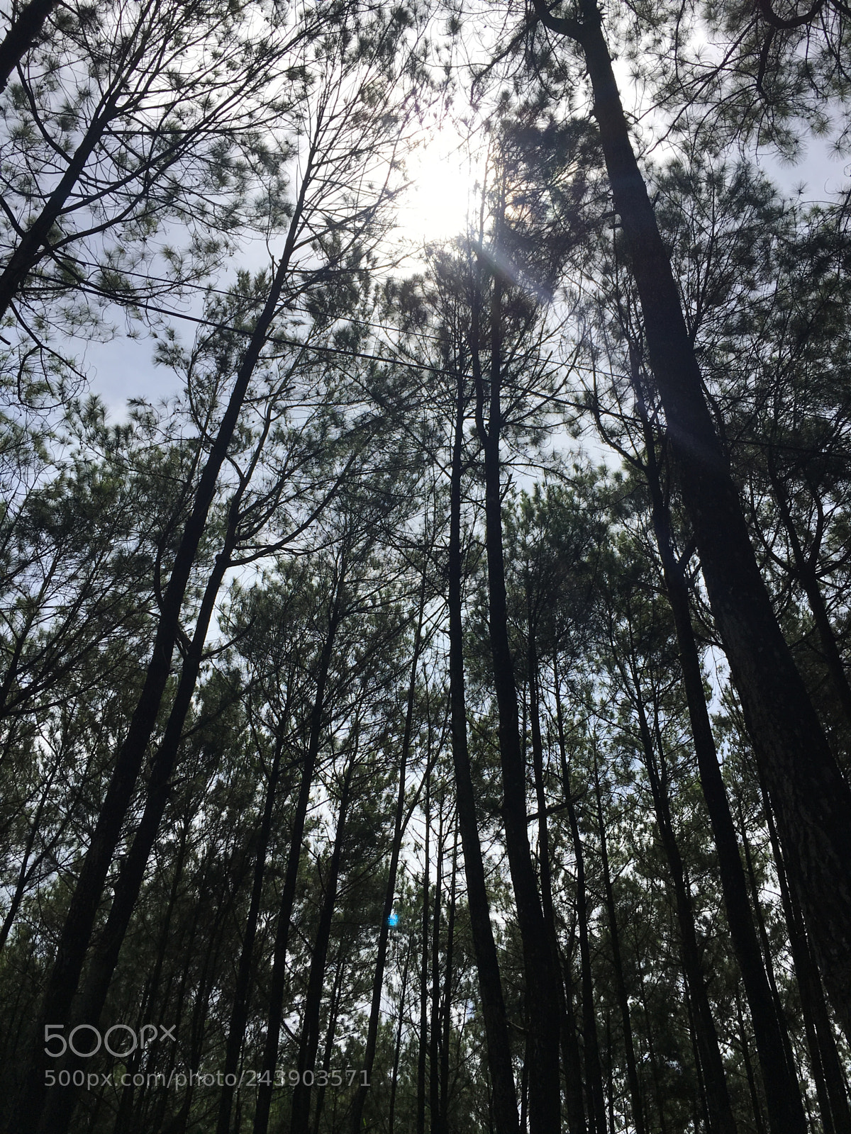 Apple iPhone 6s sample photo. Untitled photography