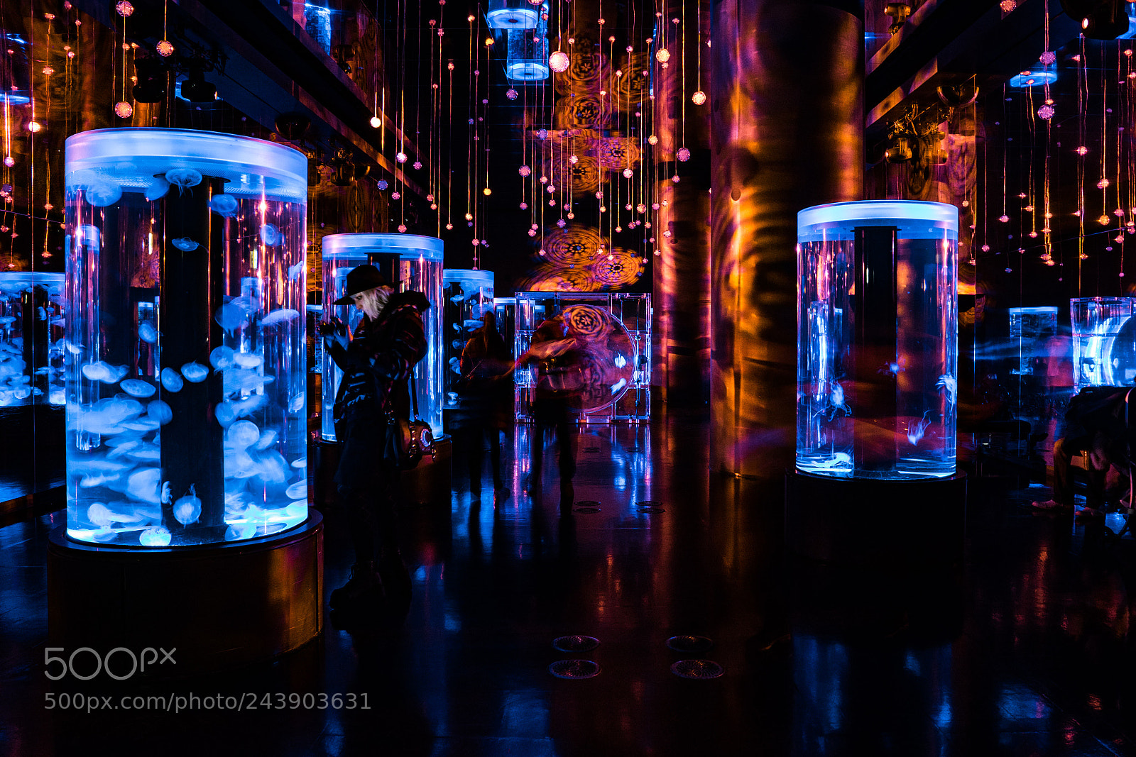Sony a7 II sample photo. Jellyfish photography
