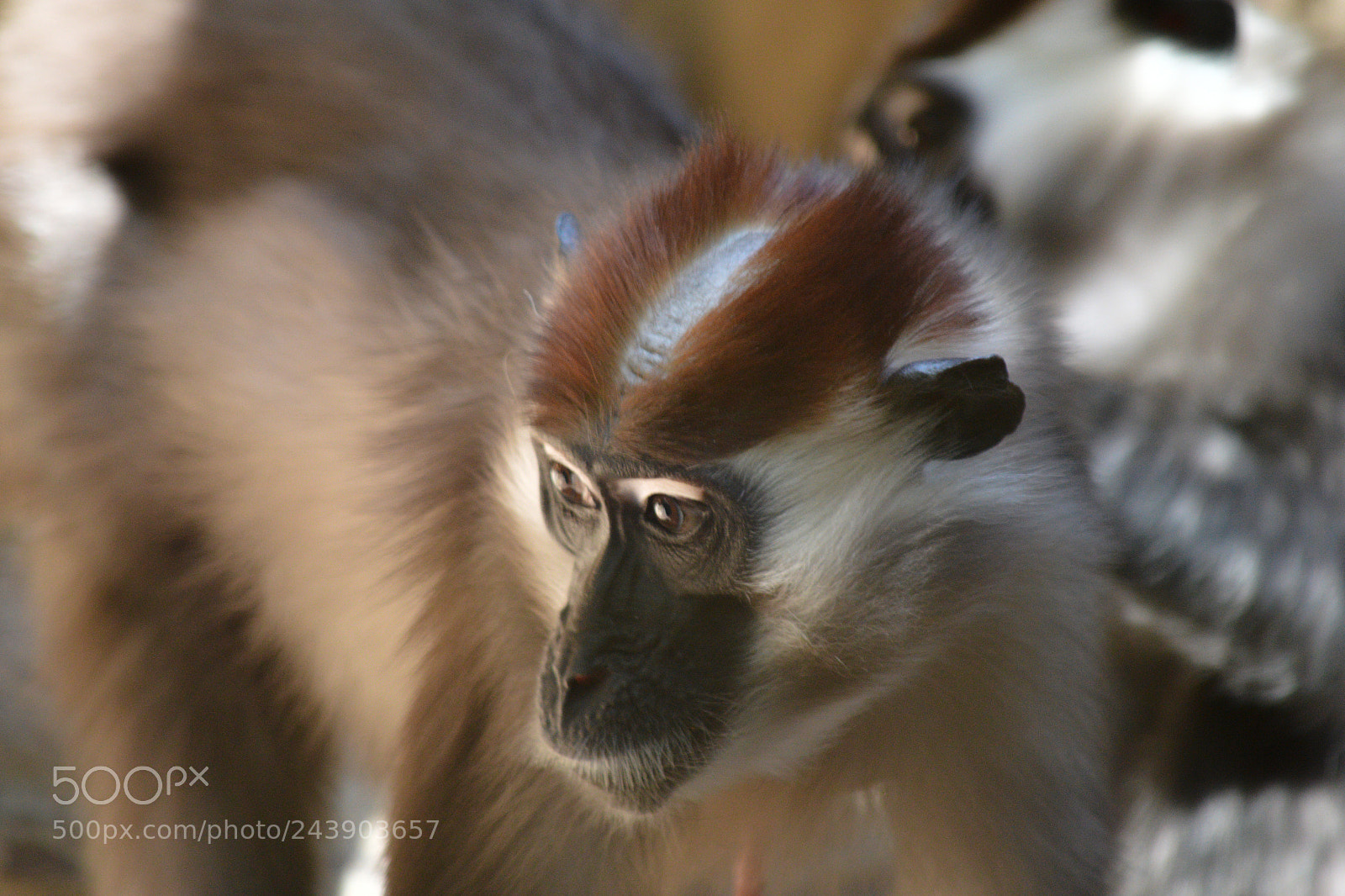 Nikon D3200 sample photo. Monkey photography