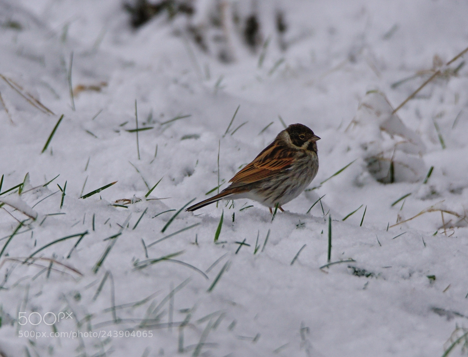 Sony ILCA-77M2 sample photo. Male reed bunting in photography