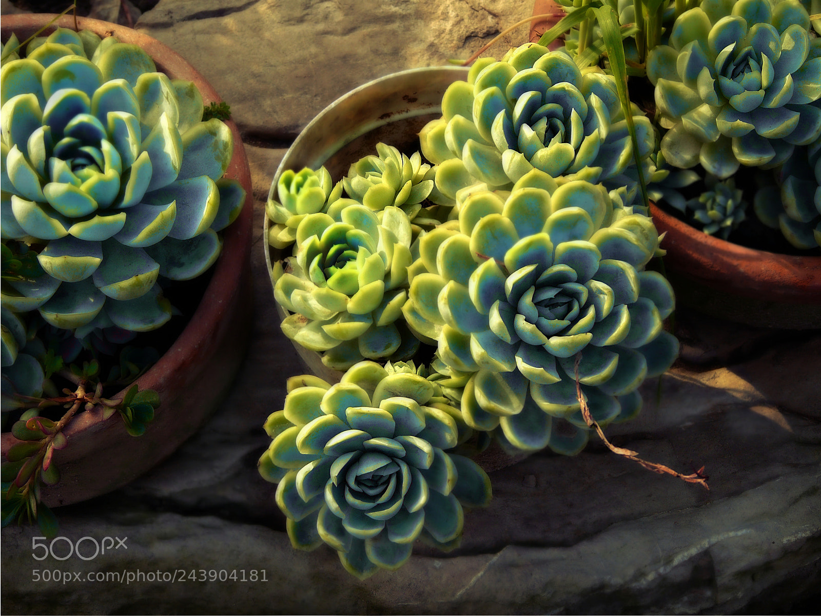 Panasonic DMC-FZ18 sample photo. Succulent / plantas suculentas (repollitos) photography