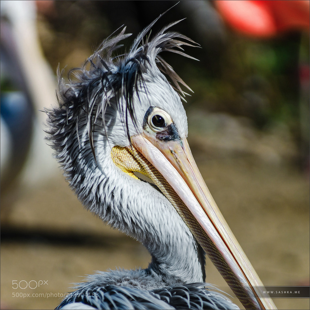 Sony a99 II sample photo. Pelican close-up portrait, proudly photography