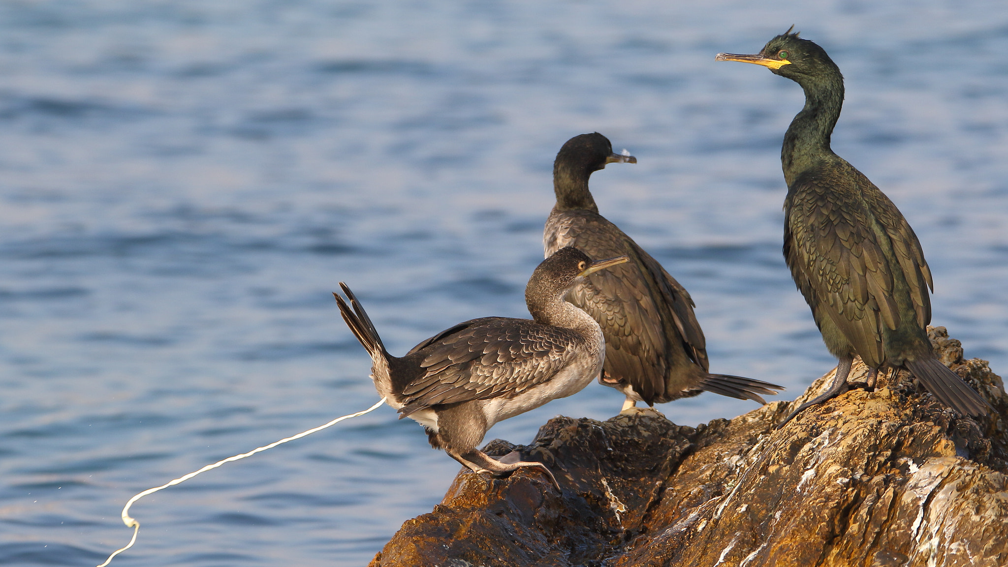Tamron SP 150-600mm F5-6.3 Di VC USD sample photo. Tepeli karabatak » european shag photography