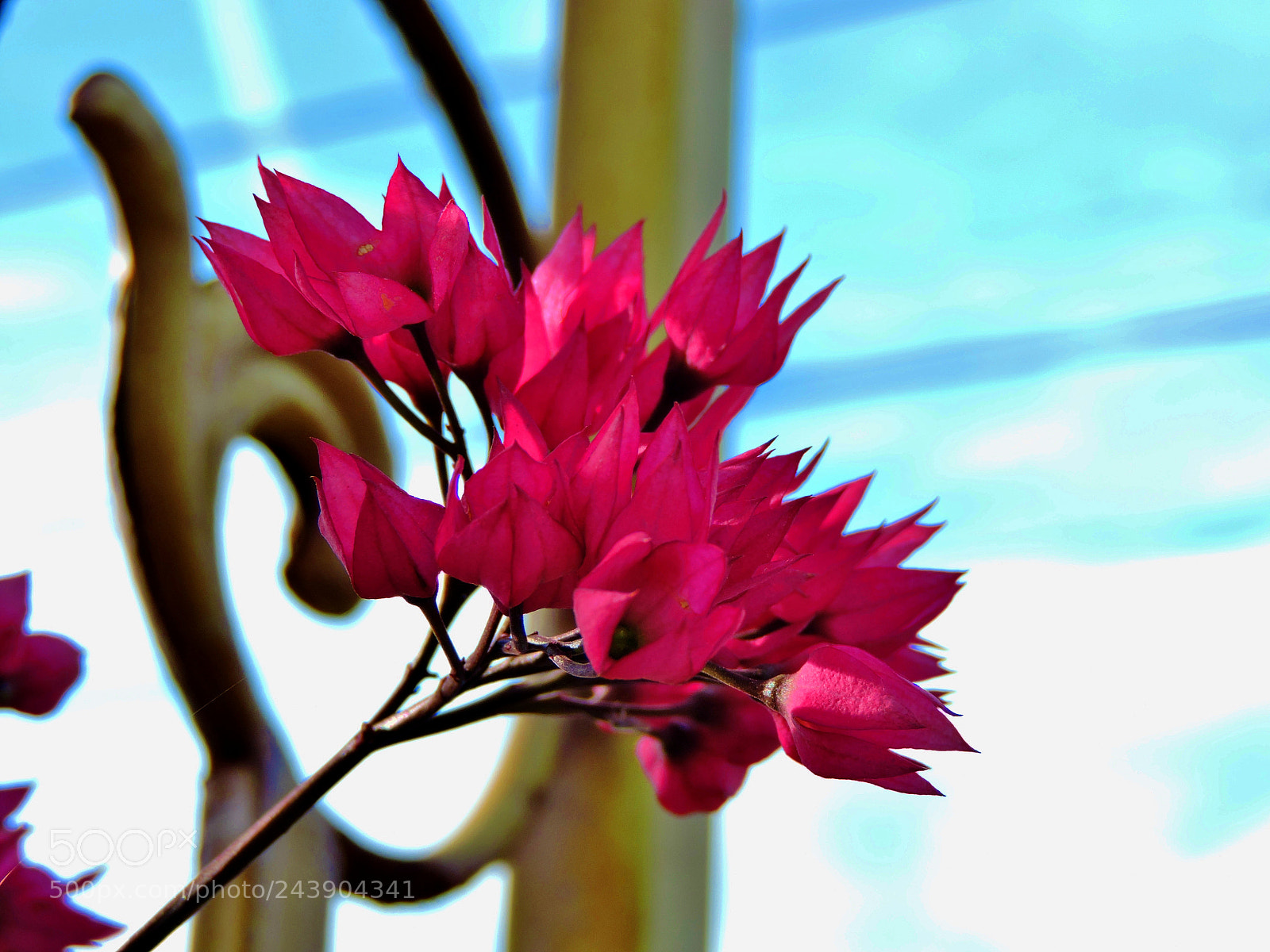 Nikon Coolpix P530 sample photo. Flowers of a bleeding photography