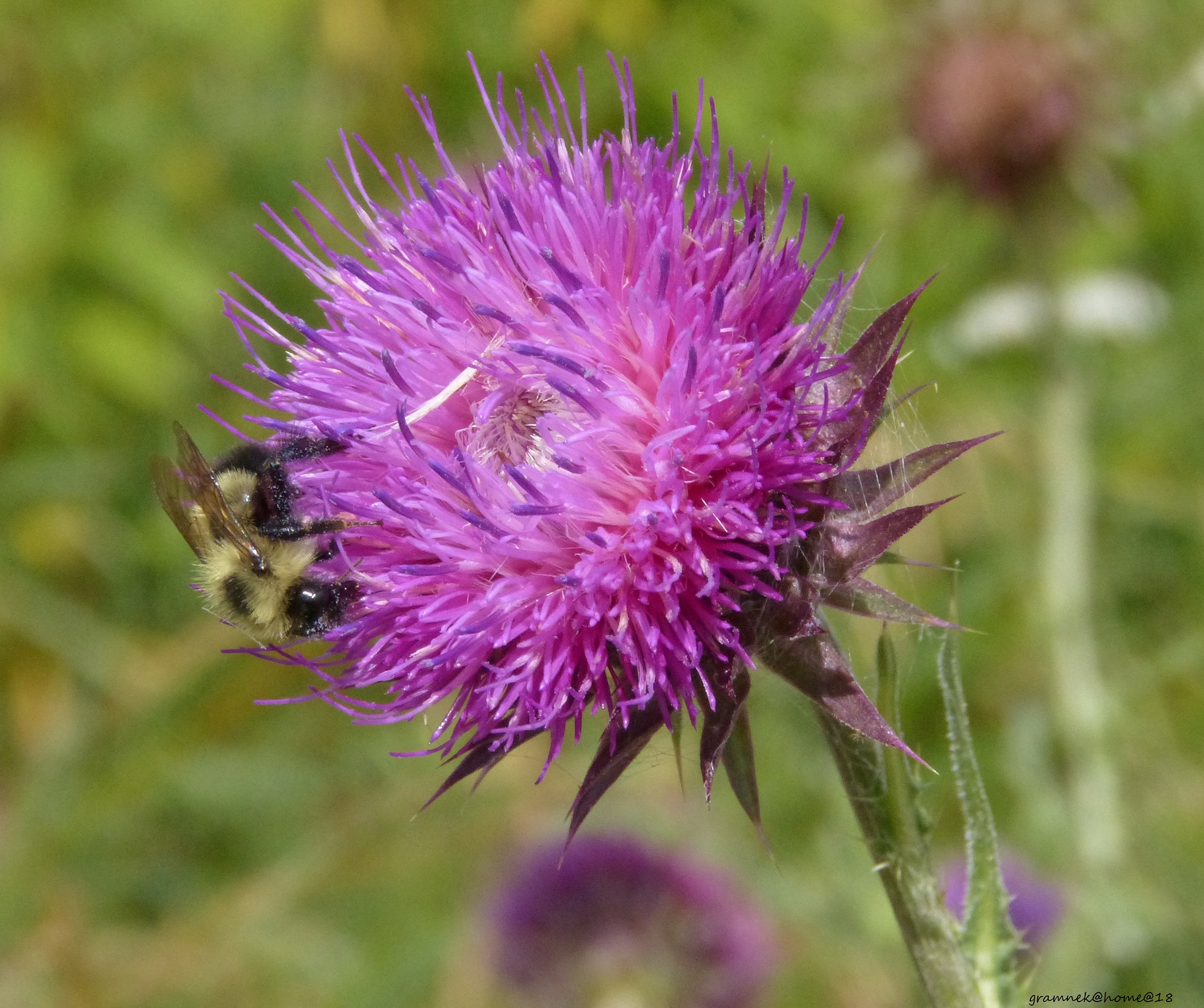 Panasonic Lumix DMC-FZ60 (Lumix DMC-FZ62) sample photo. Nodding thistle & bee photography