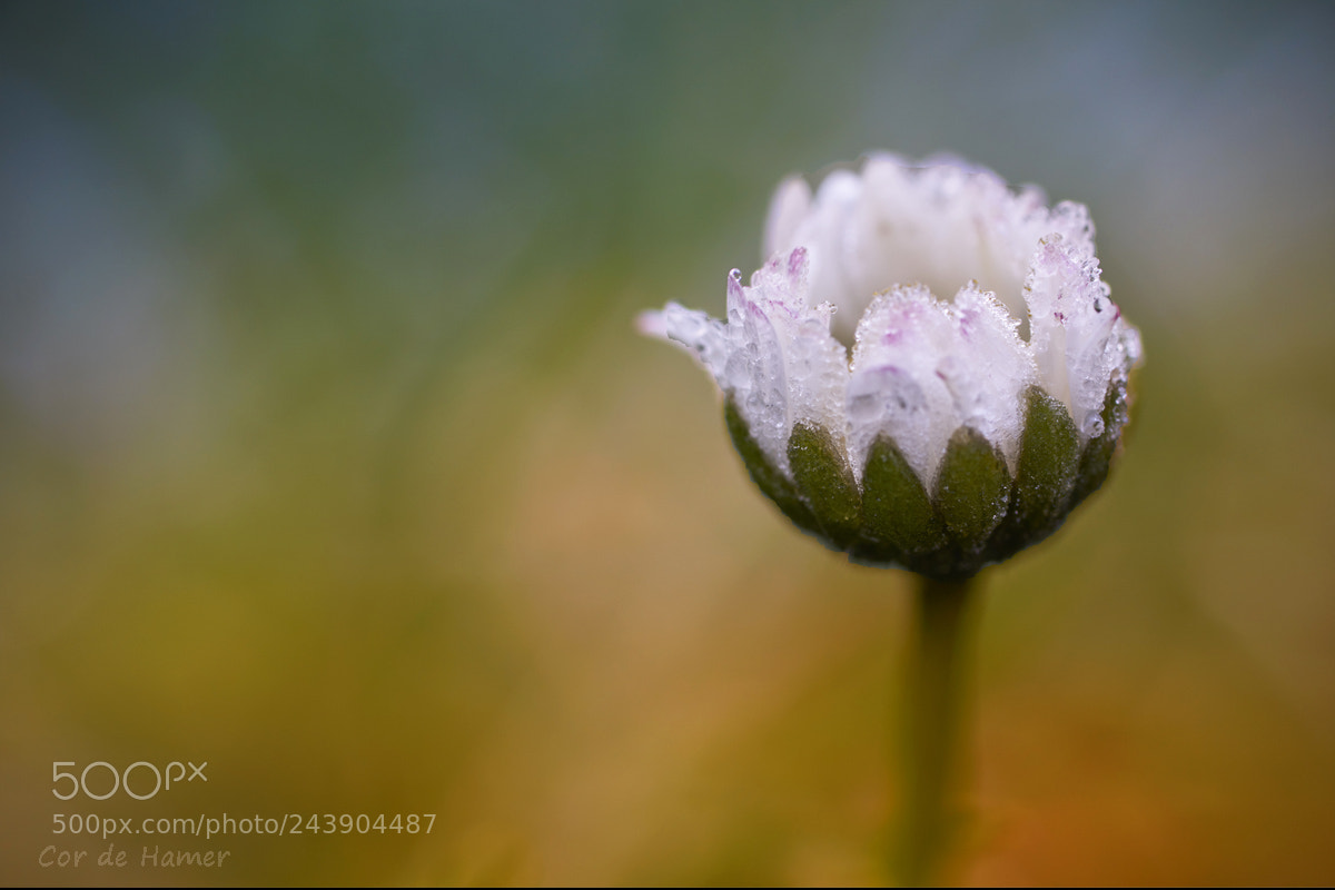 Sony SLT-A99V sample photo. Common daisy photography
