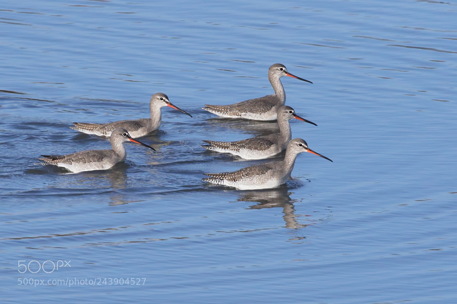 Canon EOS 7D Mark II sample photo. Spotted redshank photography