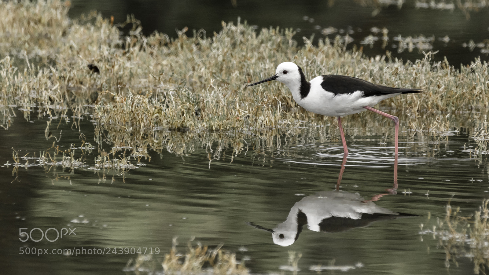 Canon EOS 5DS sample photo. White-headed stilt photography