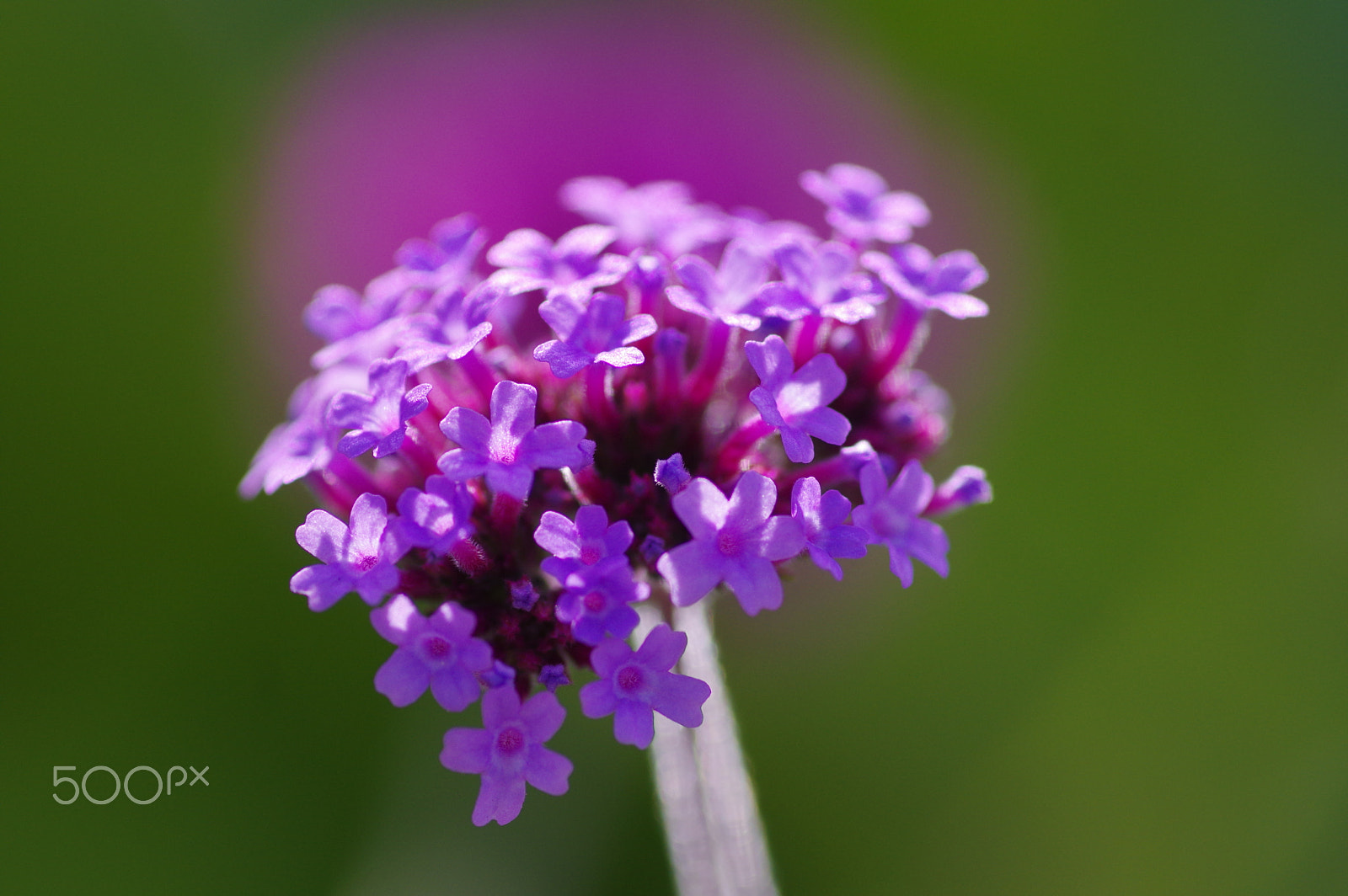 Pentax K-3 II sample photo. Verbena photography