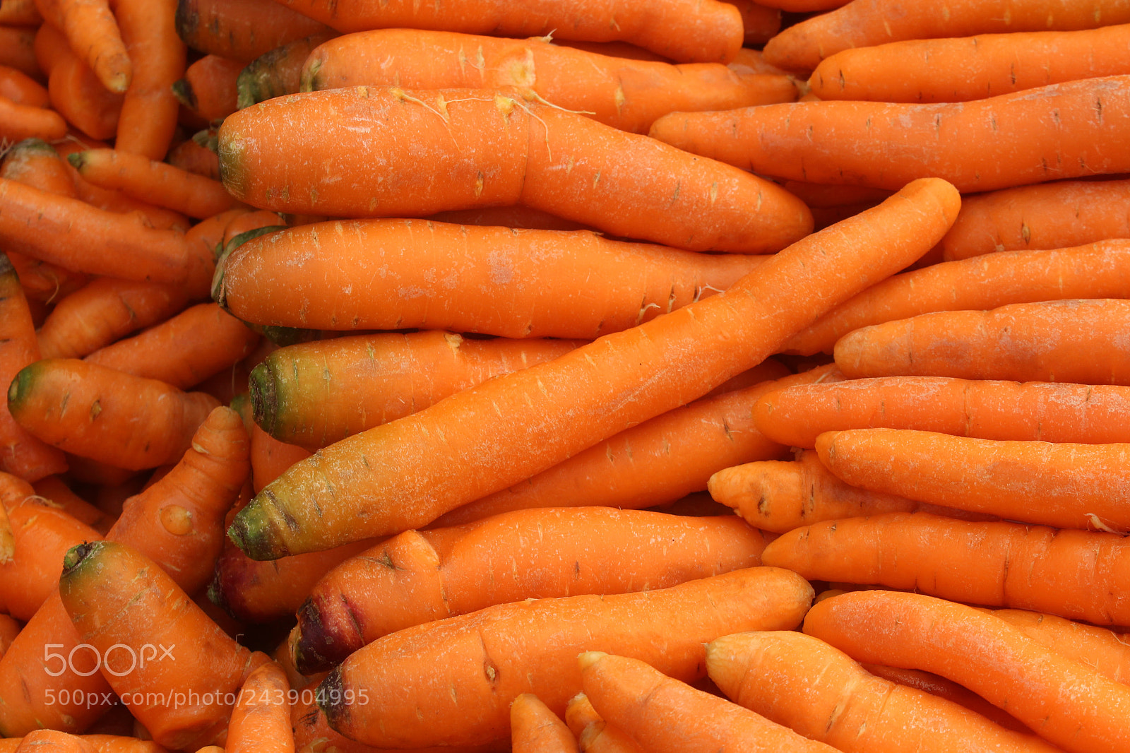 Canon EF-S 18-55mm F3.5-5.6 III sample photo. Carrot photography