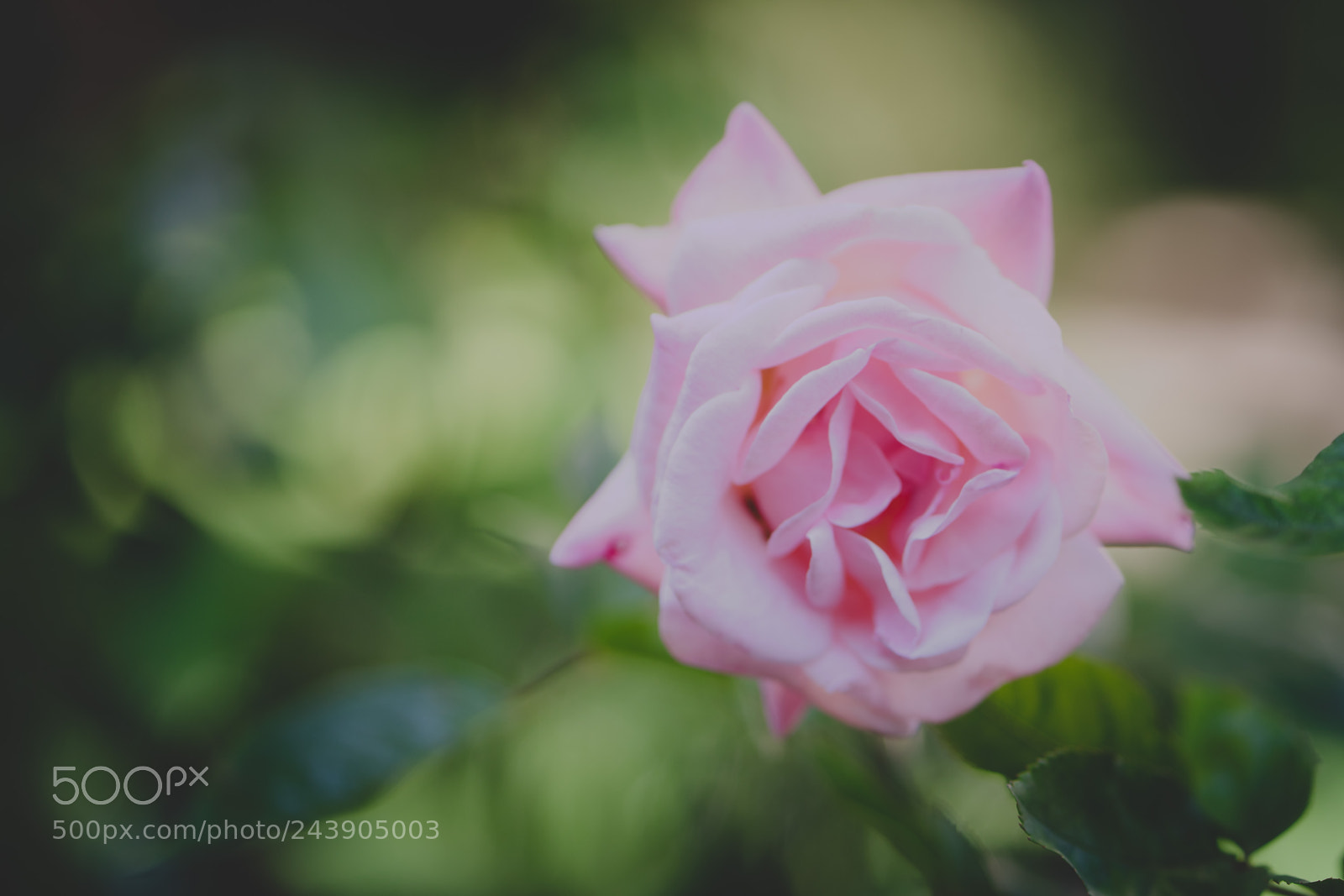 Sony a7 sample photo. Rosa rosae photography