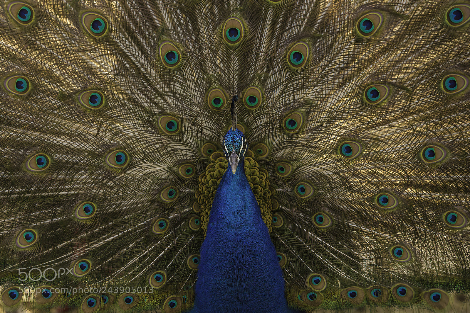 Nikon D610 sample photo. Peacock photography