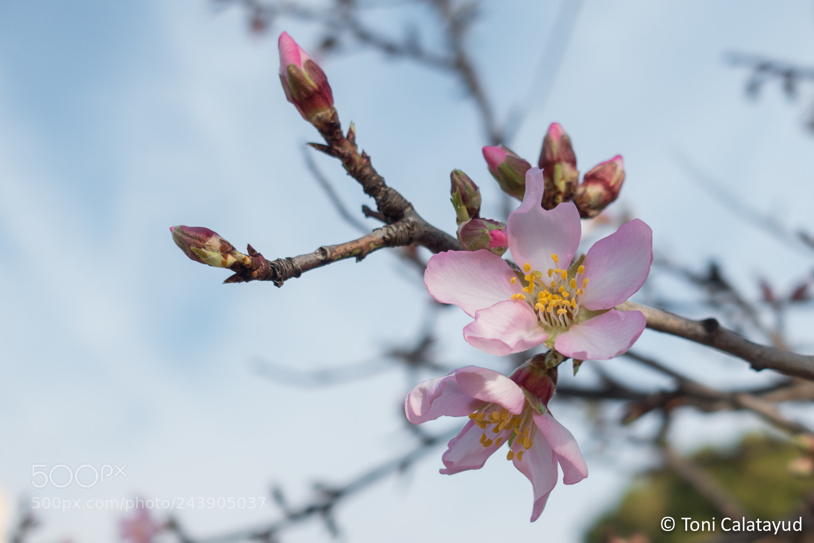 Sony Cyber-shot DSC-RX100 III sample photo. Spring is coming photography